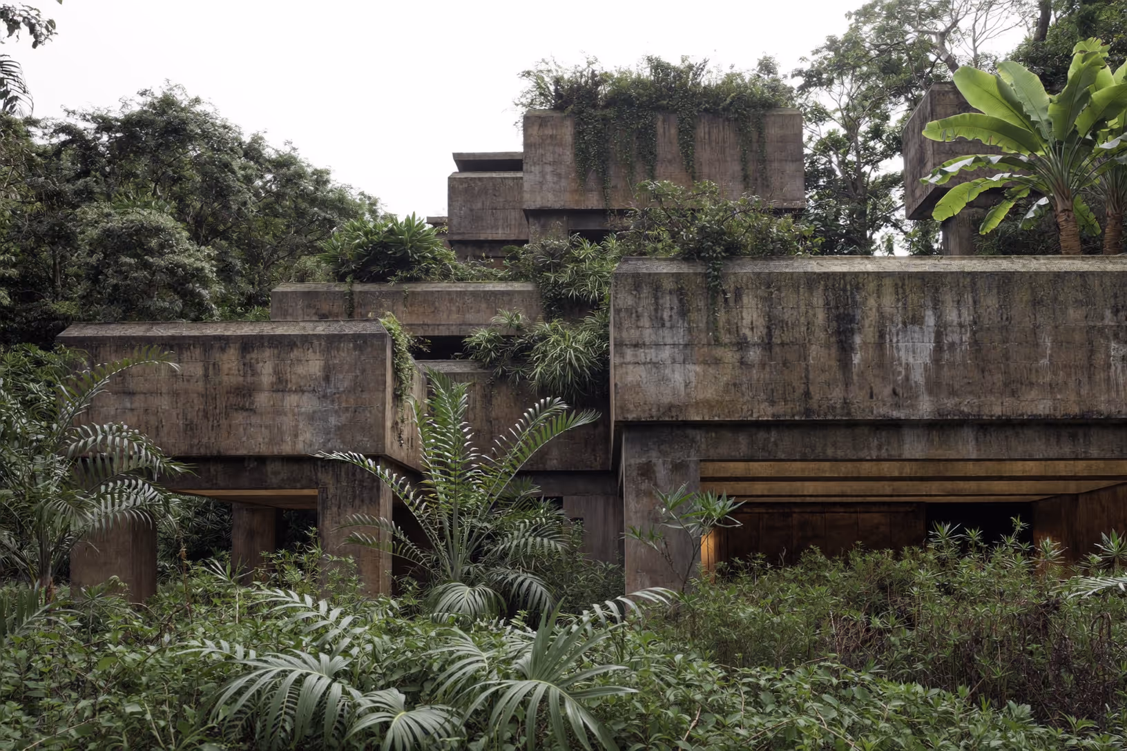 Volumes de béton brut empilés en gradins, colonnes et dalles patinées par l'humidité, envahis par une végétation tropicale dense — fougères, bananiers, lianes — sous un ciel voilé.